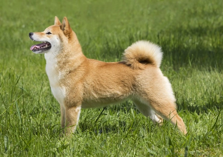 Shiba inu hot sale 2018