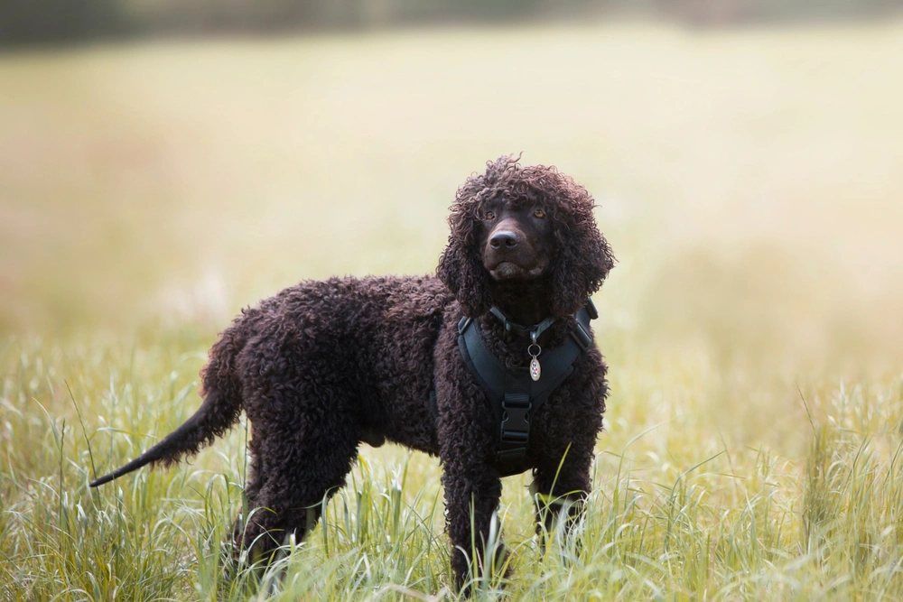 Irish water spaniel puppies fashion for near me