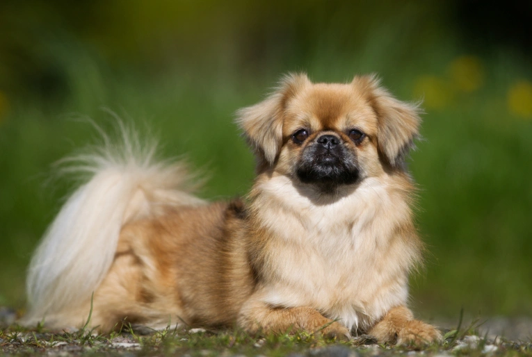 Tibetan spaniel best sale x chihuahua