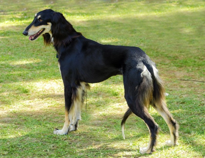 how many puppies can saluki give birth to