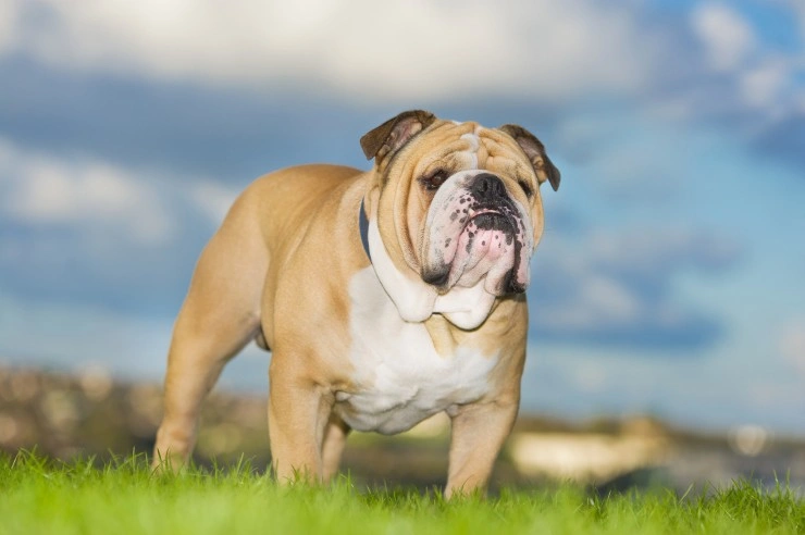 An store english bulldog