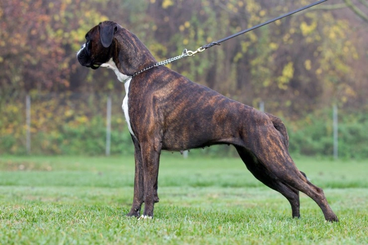 English best sale boxer dog