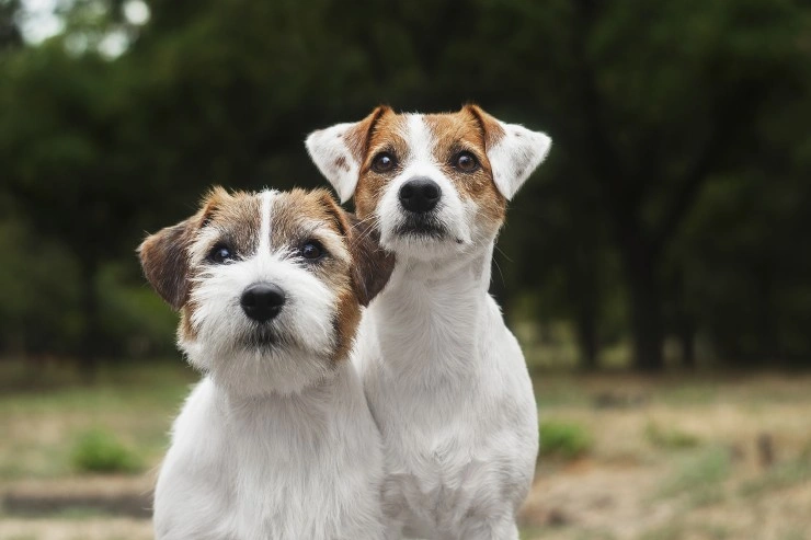 do jack russell terriers have docked tails