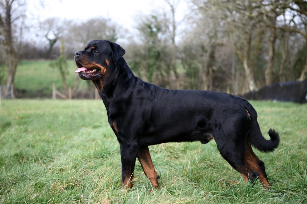 las hembras rottweiler son buenos perros guardianes