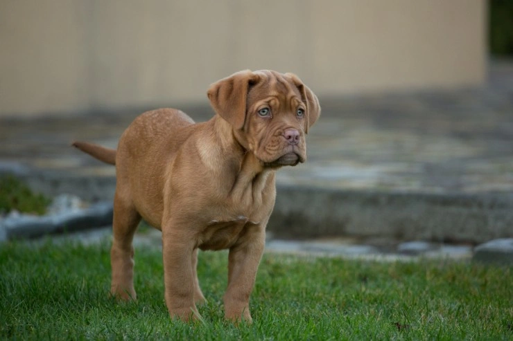 Bord de 2024 bordeaux dog