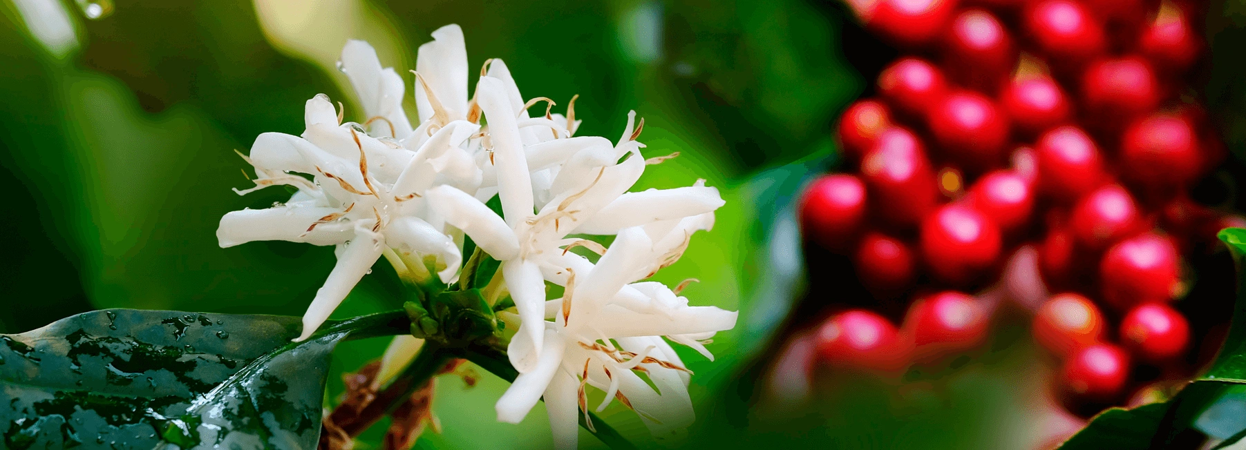 coffee blossom berries