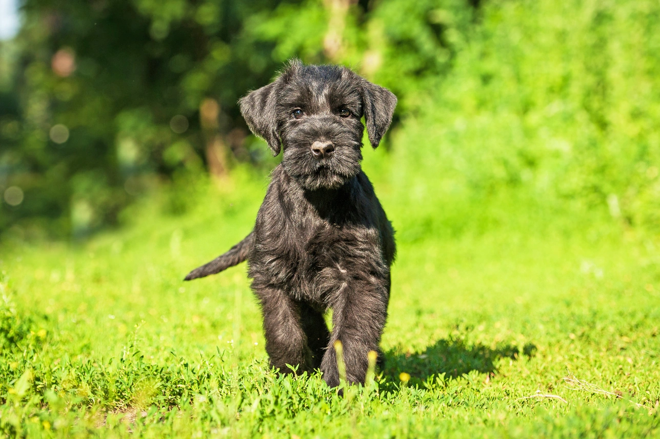 Large schnauzer puppies for sale hotsell