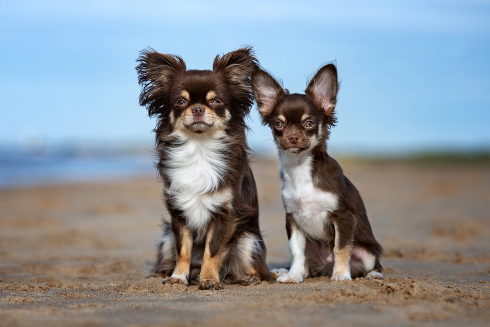 23 Razas de perros grandes y peludas para acurrucarse