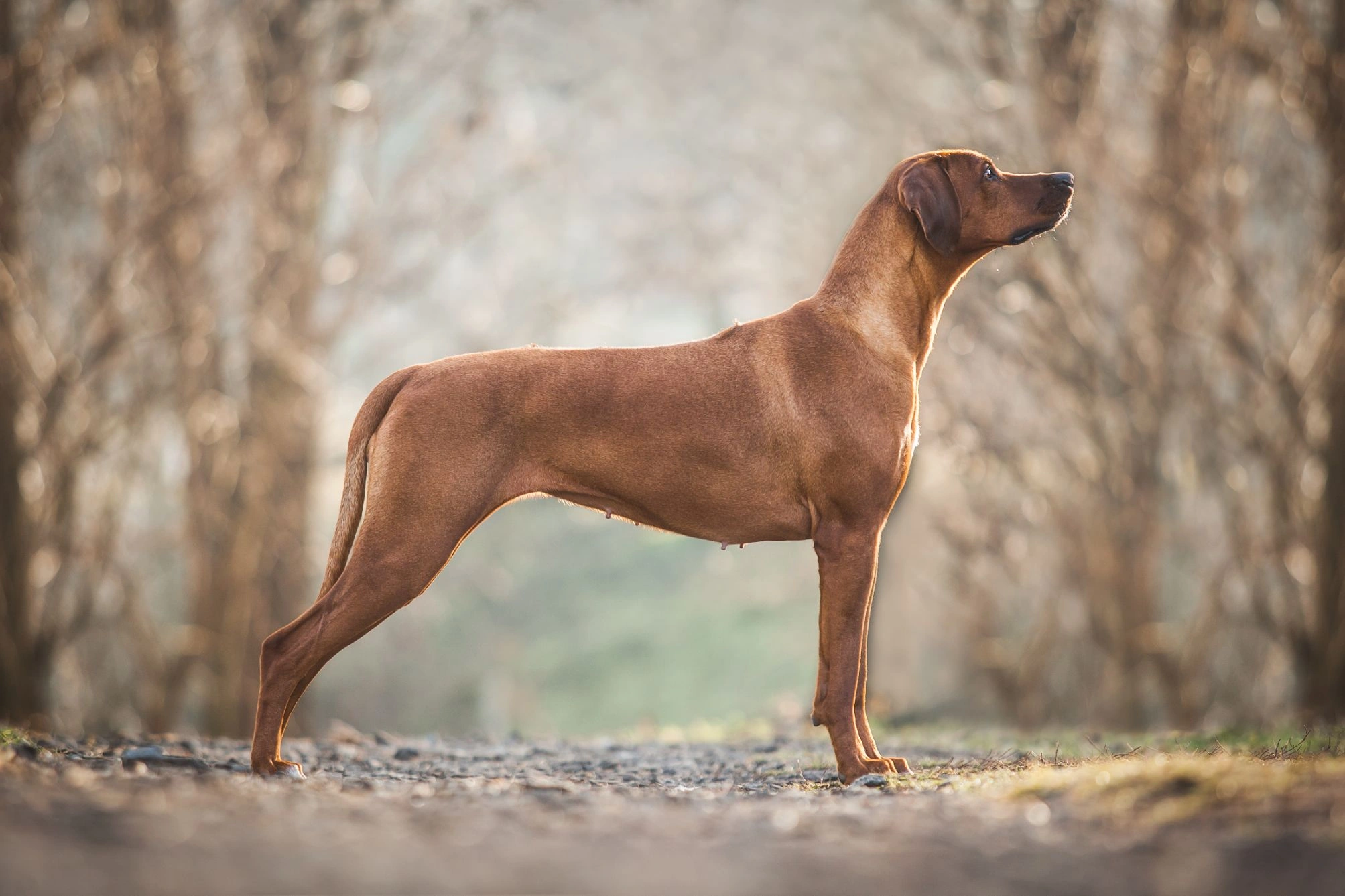 Russian ridgeback best sale