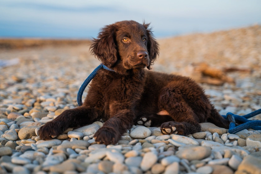 Flat coated retriever cocker spaniel mix hotsell