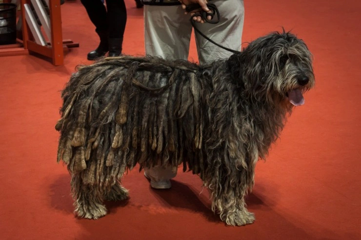 bergamasco shepherd puppy