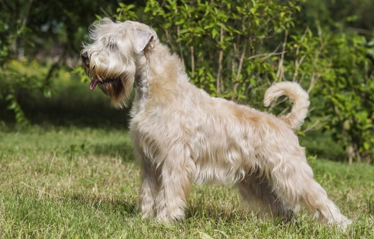 Flat coated hotsell wheaten terrier