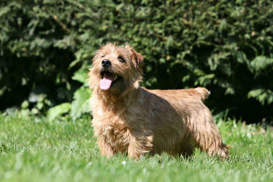 are norfolk terriers easy to train