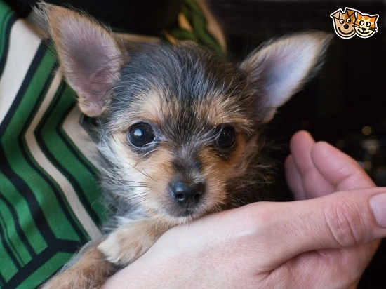 Chorkie puppy for cheap sale near me