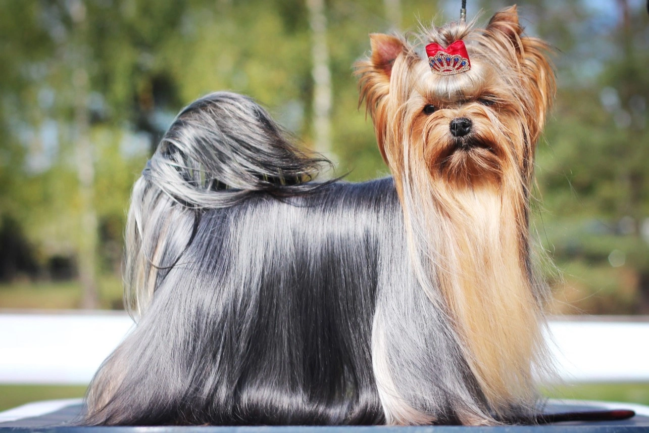 los yorkies son buenos perros falderos