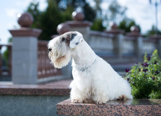 Sealyham store terrier kennel