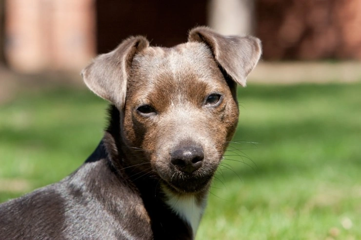 Long best sale haired patterdale