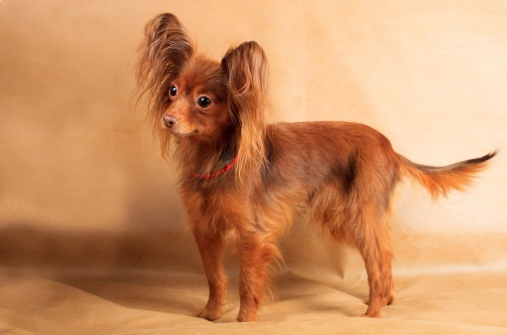 Russian mini outlet toy terrier