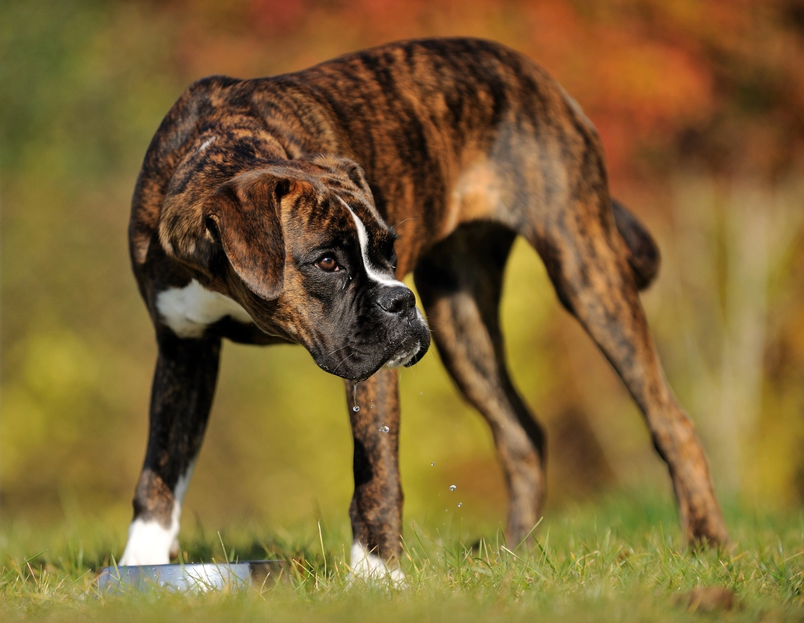 es mi cachorro boxer demasiado flaco