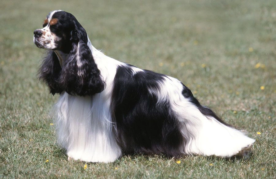 are bones easily digested by a american cocker spaniel