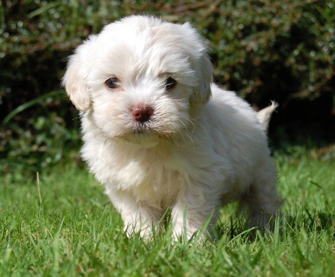 son buenos perros cavapoos