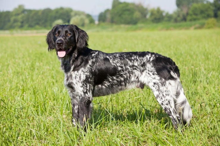 Large munsterlander sale breeders