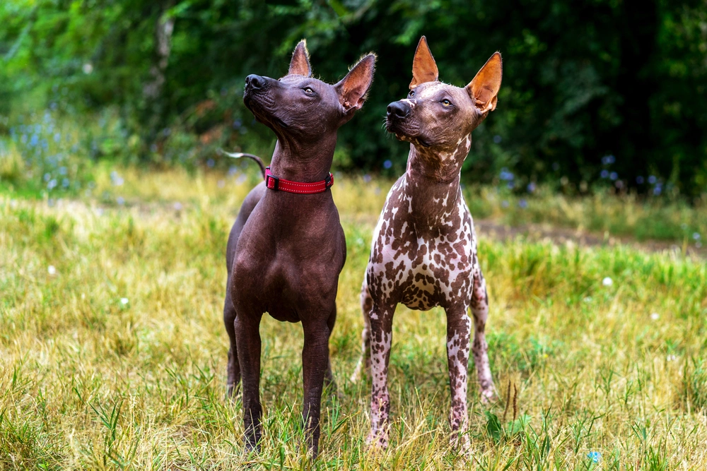 Mexican Hairless Dogs Breed Information Temperament Size