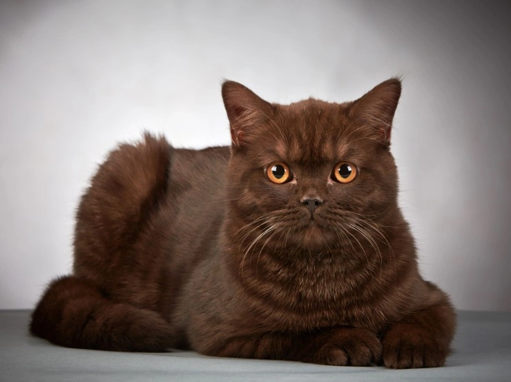 Chocolate british store shorthair for sale