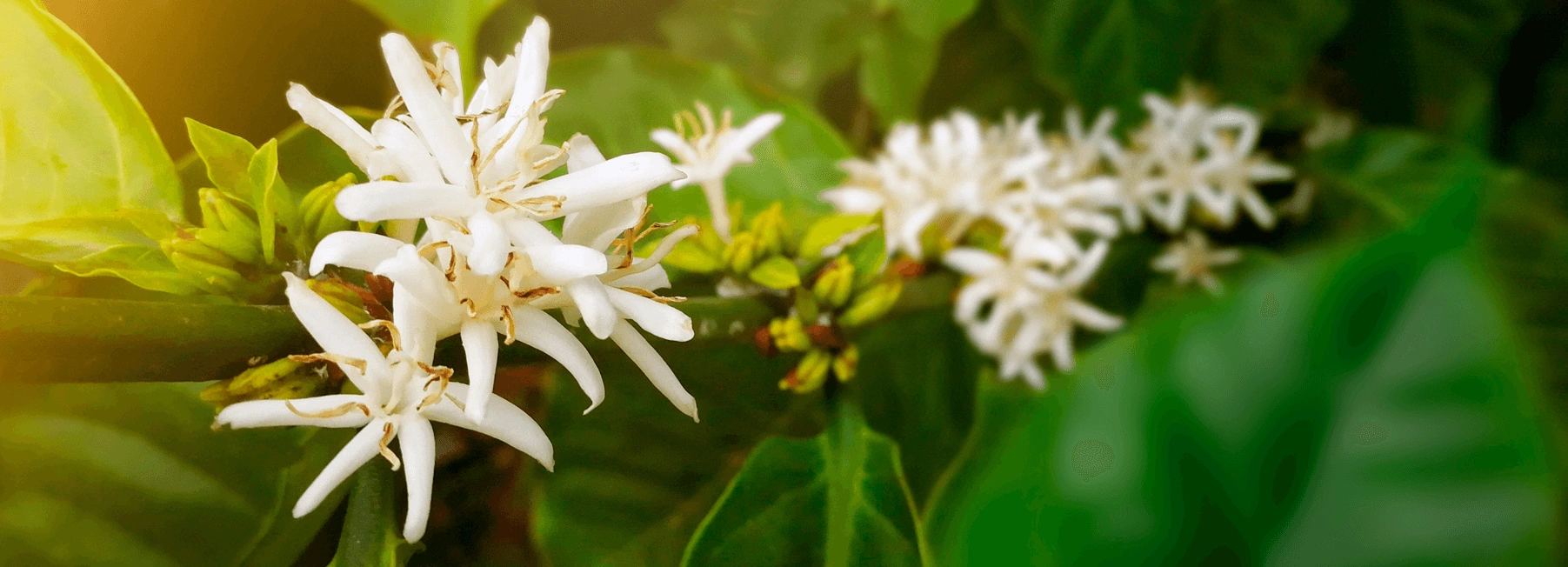 coffee blossom