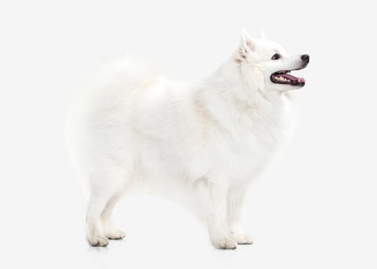 Japanese spitz puppies for best sale sale price