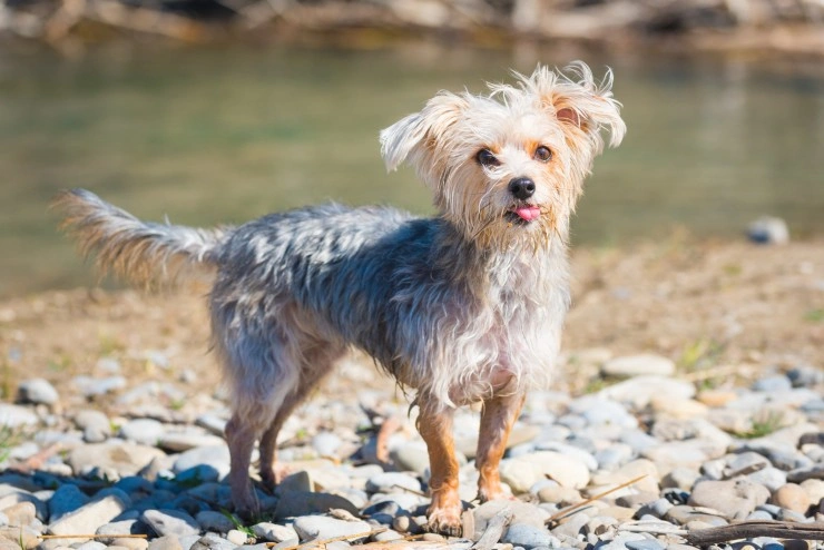 Short best sale haired morkie