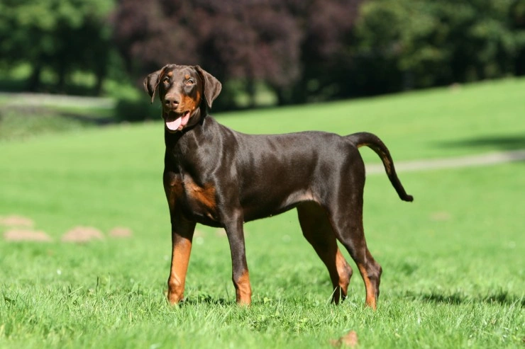 A Happy Dog Brown Doberman Dobermann Is Lying In A Field With A