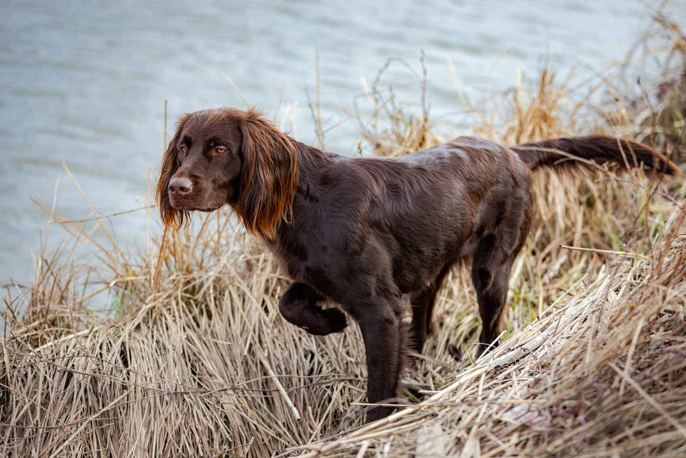 German longhaired pointer puppies near sale me