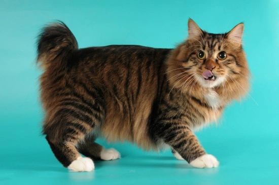 American Bobtail Cats Breed - Information, Temperament, Size & Price ...