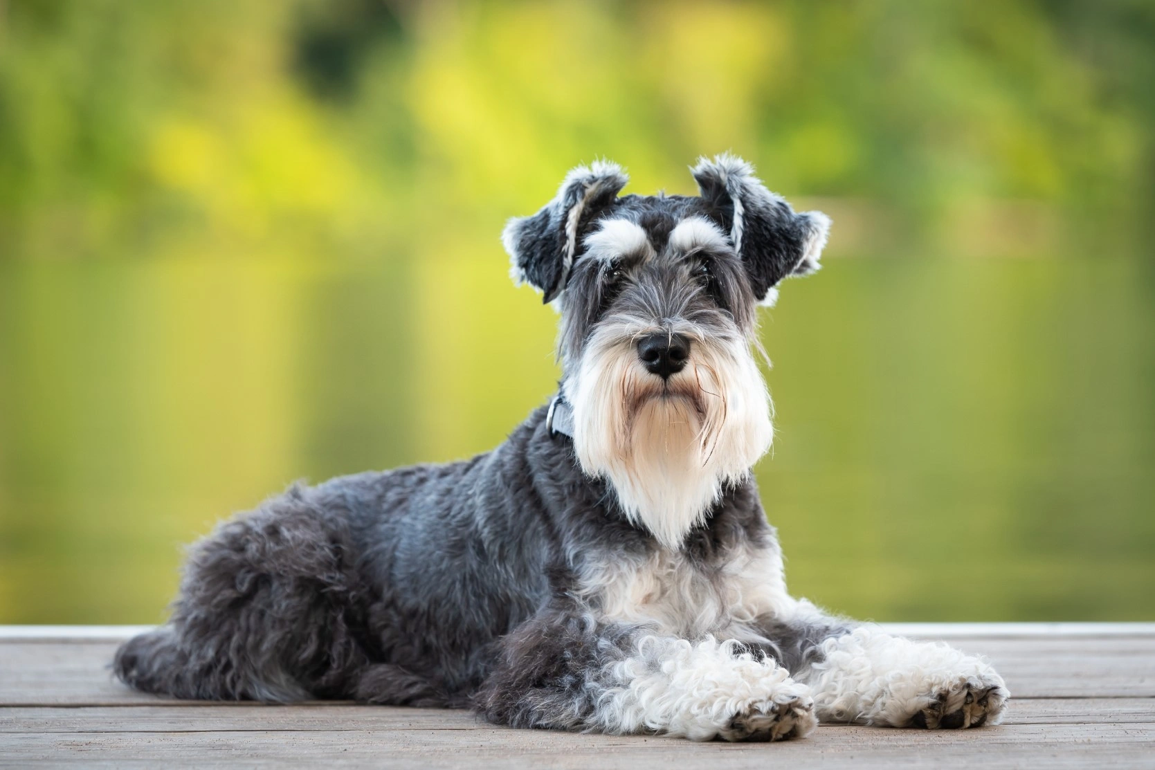 Miniature Schnauzer Dogs Breed - Information, Temperament, Size & Price
