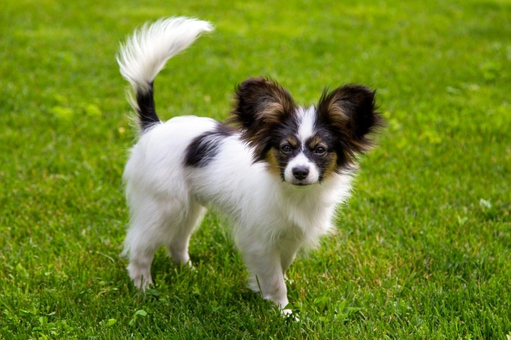 Do papillon hotsell dogs shed