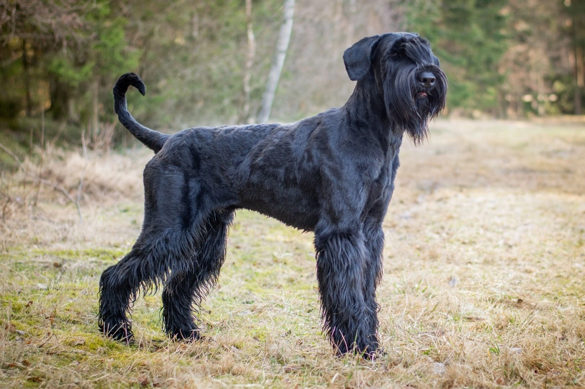 Giant schnauzer guard store dog for sale