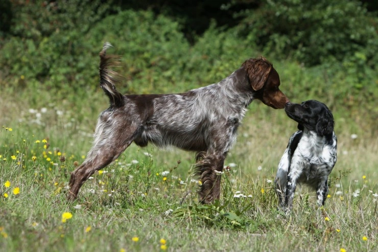 French best sale brittany rescue