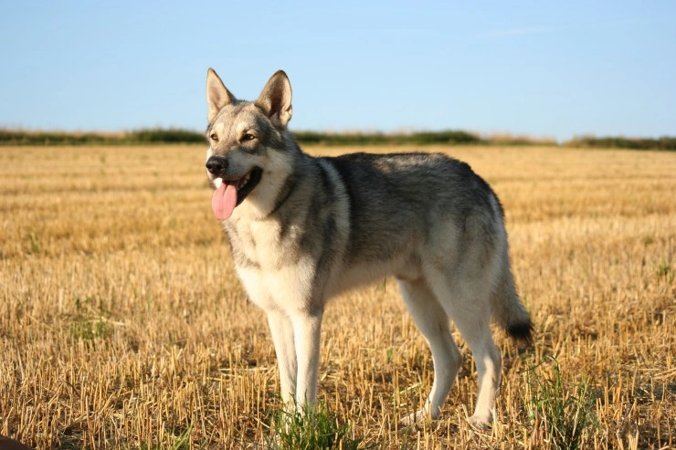 Saarloos wolfdogs 2024