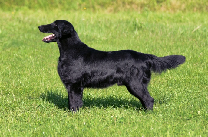 Flat coated Retriever Dogs Breed Information Temperament Size