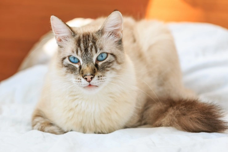 Birman Cats Breed Information Temperament Size Price