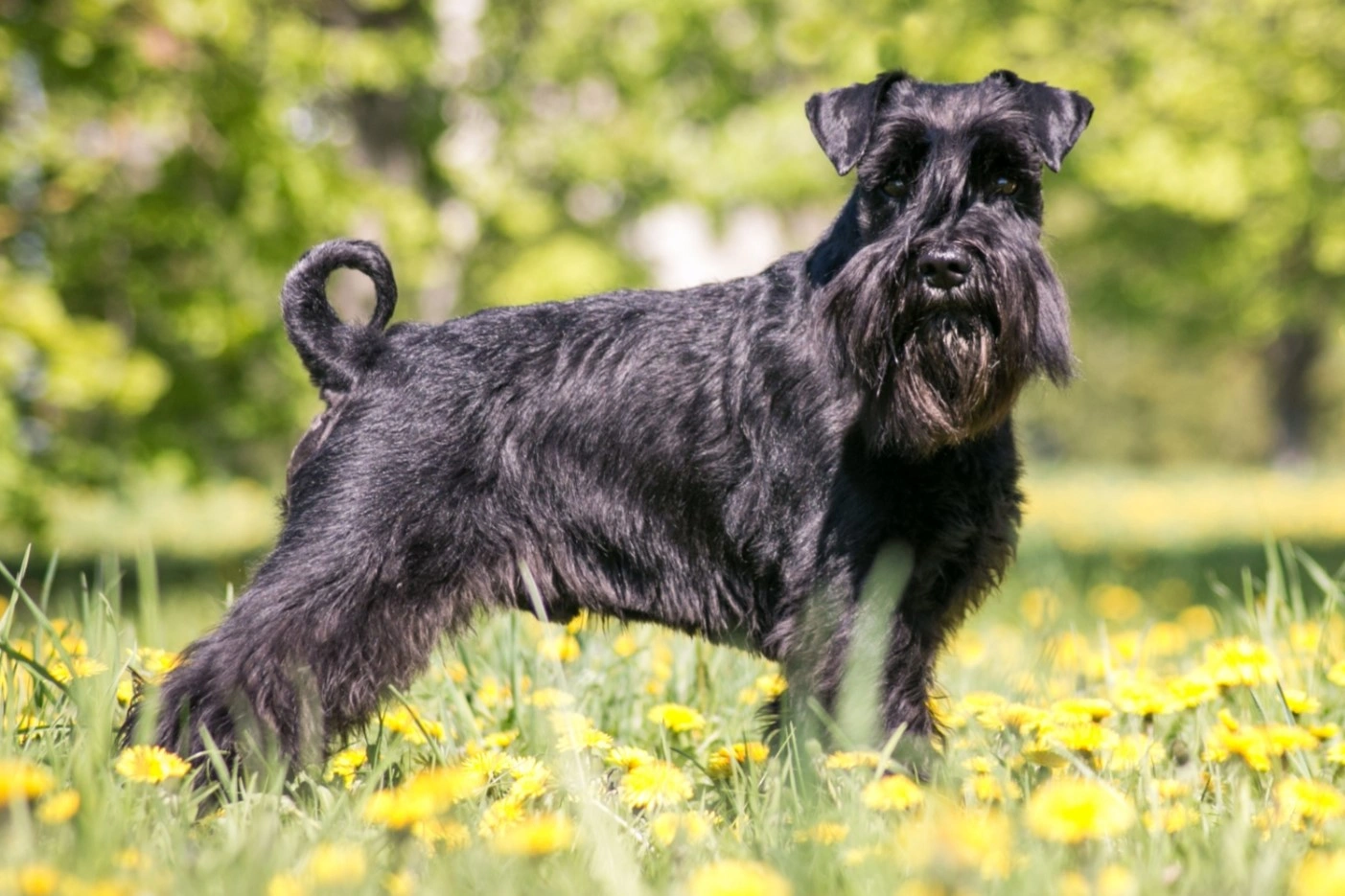 Medium best sale sized schnauzer