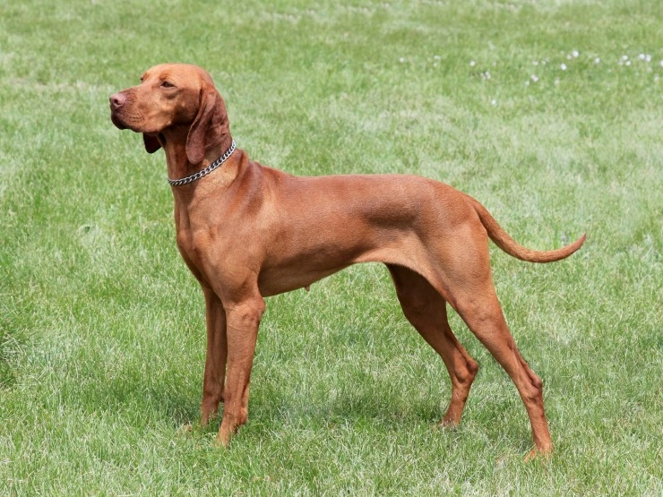 Pet vizsla 2024