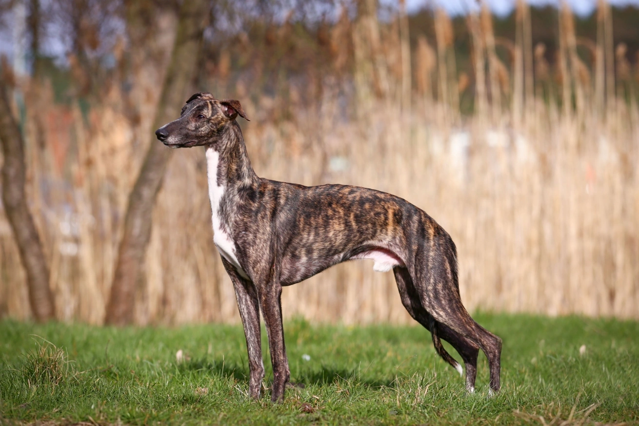 Whippets looking for store homes