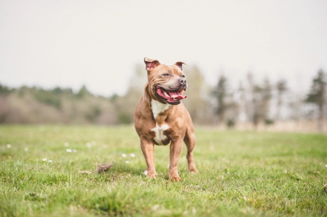 Big staffordshire best sale bull terrier