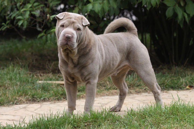 is a shar pei on the dangerous dog list