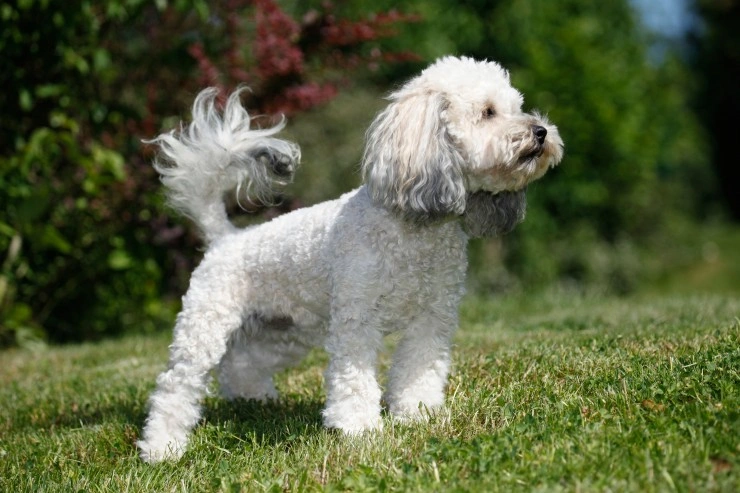 black bichon frise poodle mix puppies