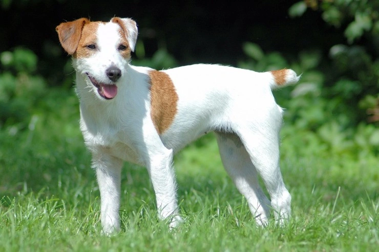 Russell terrier hot sale parson