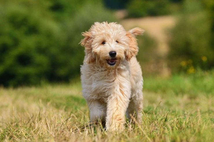 son labradoodles o goldendoodles mas hiperactivos