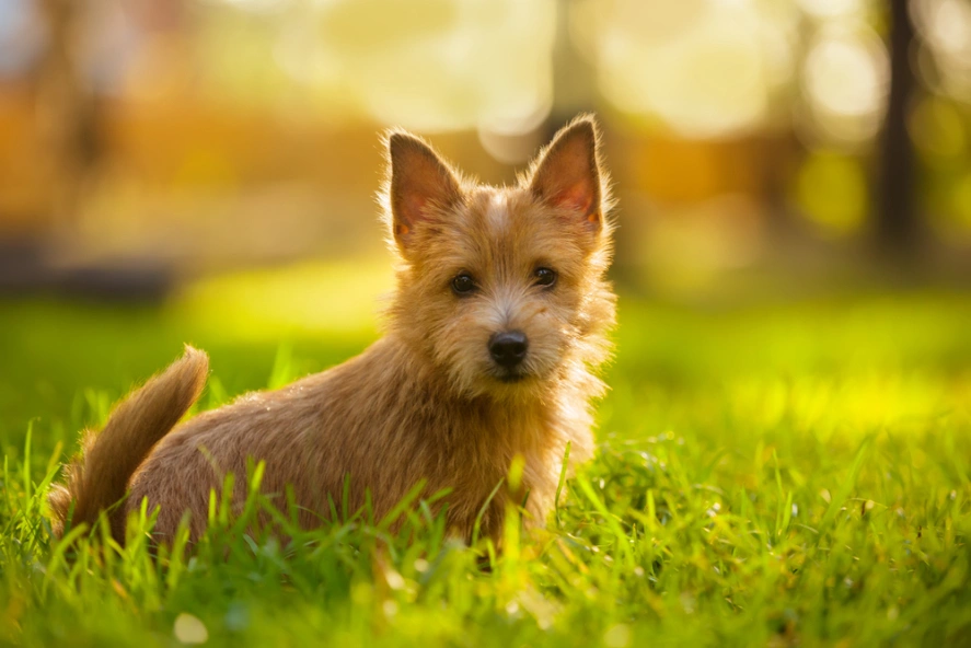 Norwich terrier 2024 puppies cost